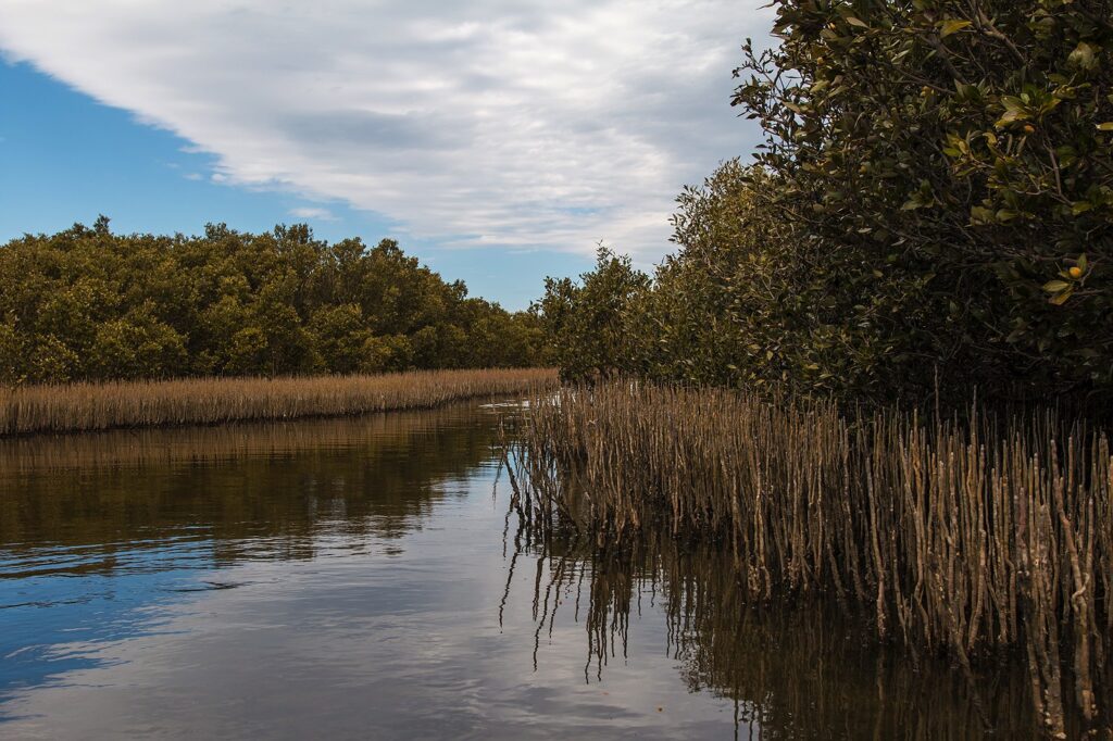 Leschenault-inlet-mangroves.jpg